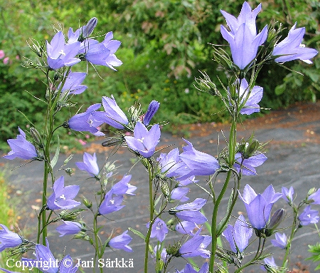 Keijunkello - styvklocka - Campanula rhomboidalis